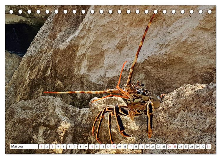 Produktbild: Strandgut Szenen (Tischkalender 2026 DIN A5 quer), CALVENDO Monatskalender