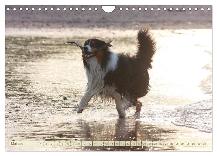 Produktbild: Australian Shepherd - H&uuml;tehunde mit Familienanschluss (Wandkalender 2026 DIN A4 quer), CALVENDO Monatskalender