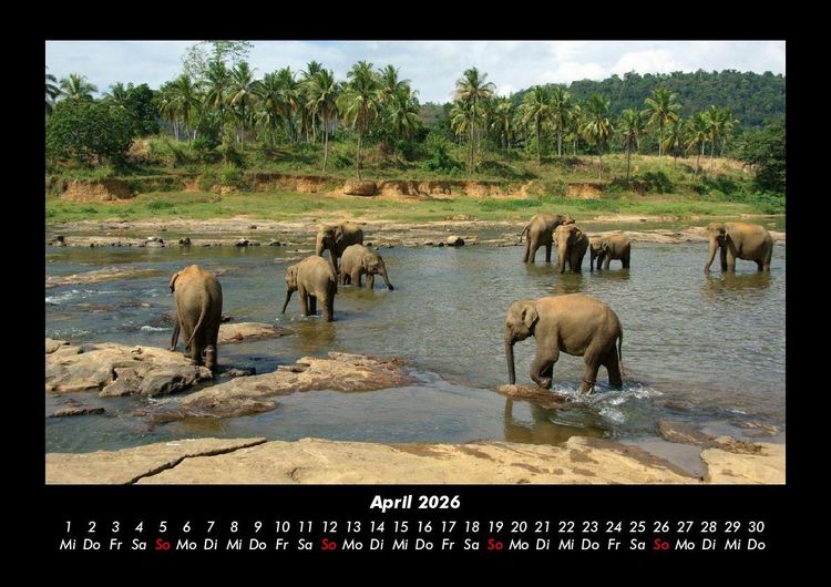 Produktbild: Elefanten 2026 Fotokalender DIN A3
