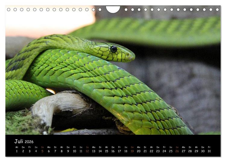 Produktbild: Reptilien 2026 (Wandkalender 2026 DIN A4 quer), CALVENDO Monatskalender