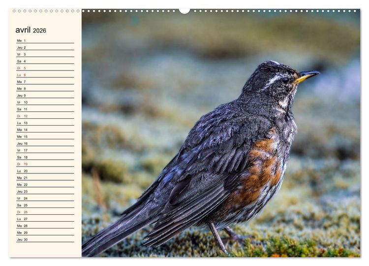 Produktbild: Notre nature sauvage, les passereaux d'Europe (Calendrier mural 2026 DIN A2 vertical), CALVENDO calendrier mensuel
