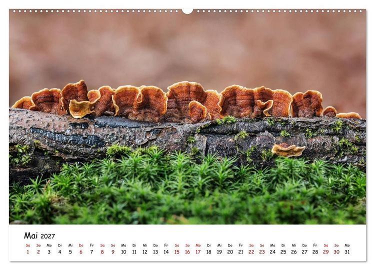 Produktbild: Pilzgalerie - Die bunte Welt der Baumpilze (Wandkalender 2027 DIN A2 quer), CALVENDO Monatskalender