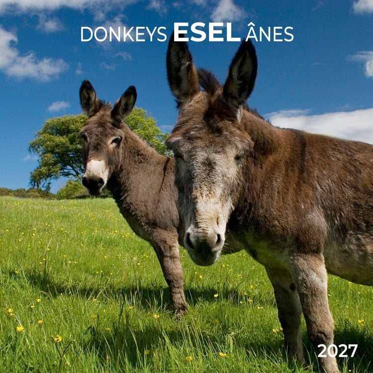 Produktbild: Esel / Donkeys 2027