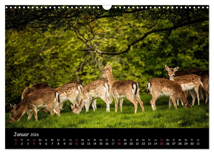 Produktbild: Rehe und Hirsche in freier Natur (Wandkalender 2026 DIN A3 quer), CALVENDO Monatskalender