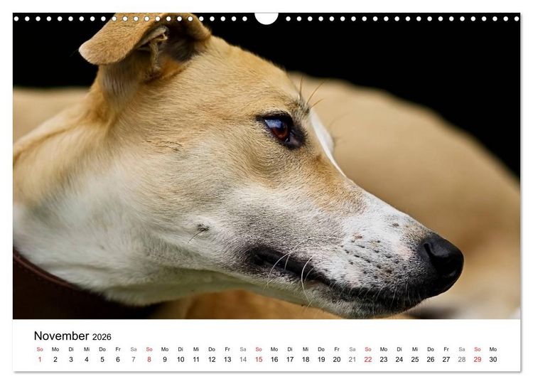 Produktbild: Mein Hundekalender 2026 (Wandkalender 2026 DIN A3 quer), CALVENDO Monatskalender