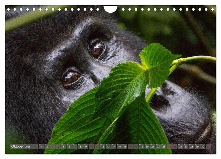 Produktbild: Gorillas ohne Nebel (Wandkalender 2026 DIN A4 quer), CALVENDO Monatskalender
