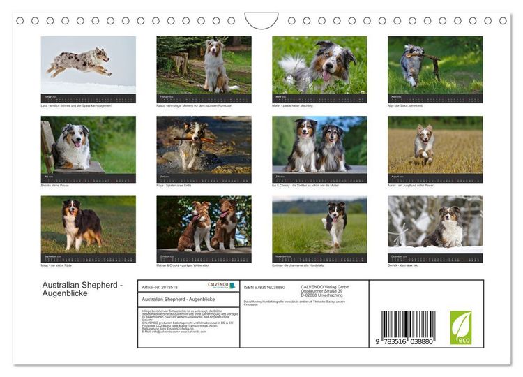Produktbild: Australian Shepherd - Augenblicke (Wandkalender 2026 DIN A4 quer), CALVENDO Monatskalender