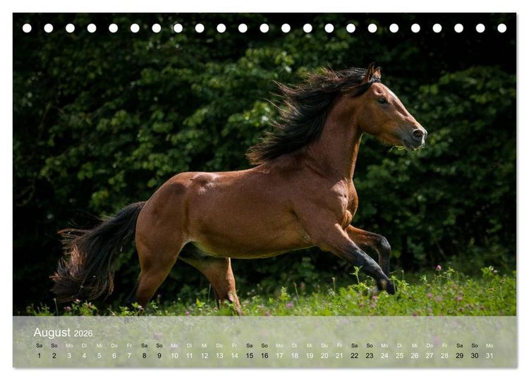 Produktbild: Pferde - Anmut und St&auml;rke gepaart mit Magie (Tischkalender 2026 DIN A5 quer), CALVENDO Monatskalender
