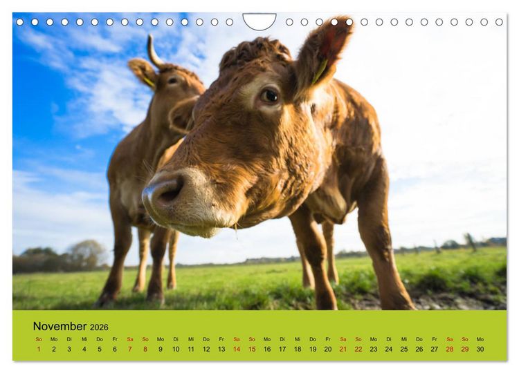 Produktbild: Kuhckst du? (Wandkalender 2026 DIN A4 quer), CALVENDO Monatskalender