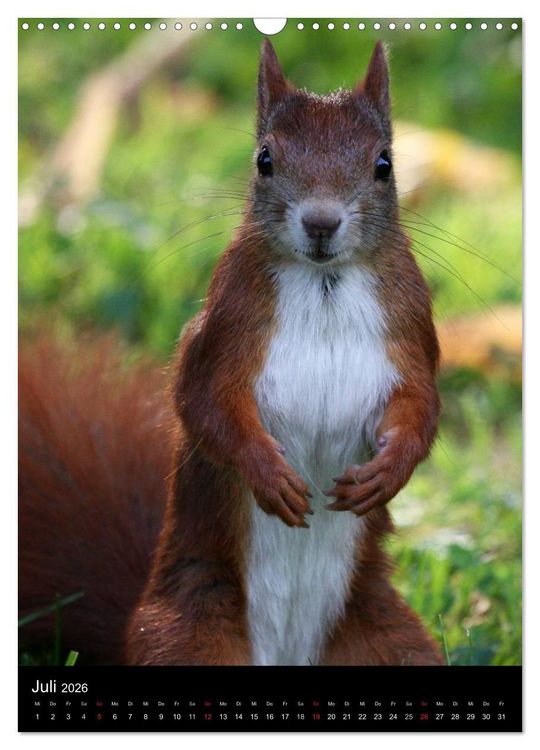 Produktbild: Eichh&ouml;rnchen (Wandkalender 2026 DIN A3 hoch), CALVENDO Monatskalender