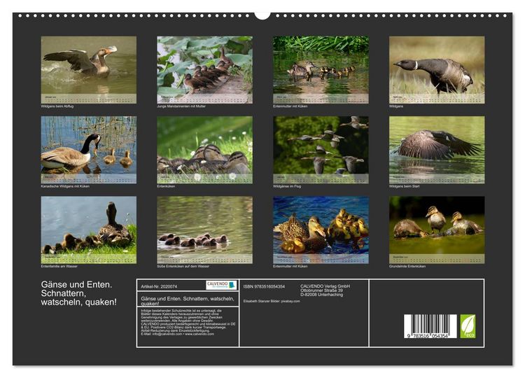 Produktbild: G&auml;nse und Enten. Schnattern, watscheln, quaken! (hochwertiger Premium Wandkalender 2026 DIN A2 quer), Kunstdruck in Hochglanz
