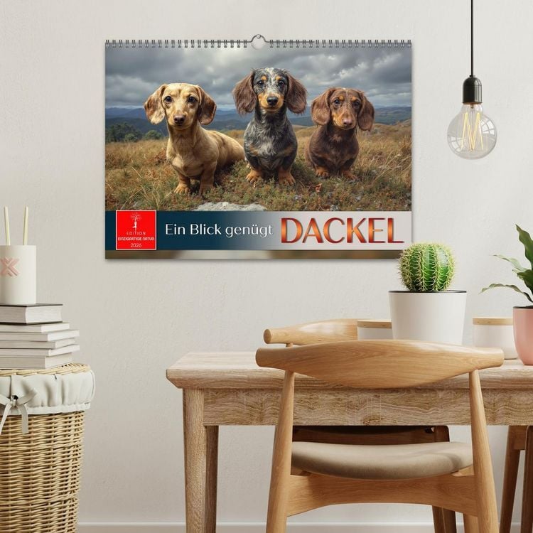 Produktbild: Dackel - ein Blick gen&uuml;gt (Wandkalender 2026 DIN A3 quer), CALVENDO Monatskalender