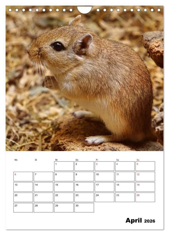Produktbild: Lustige Rennm&auml;use (Wandkalender 2026 DIN A4 hoch), CALVENDO Monatskalender