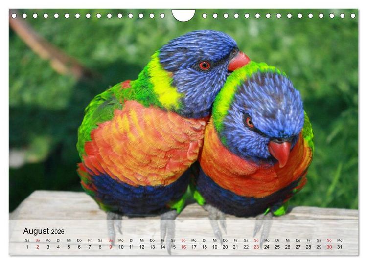 Produktbild: Regenbogen Papageien (Wandkalender 2026 DIN A4 quer), CALVENDO Monatskalender