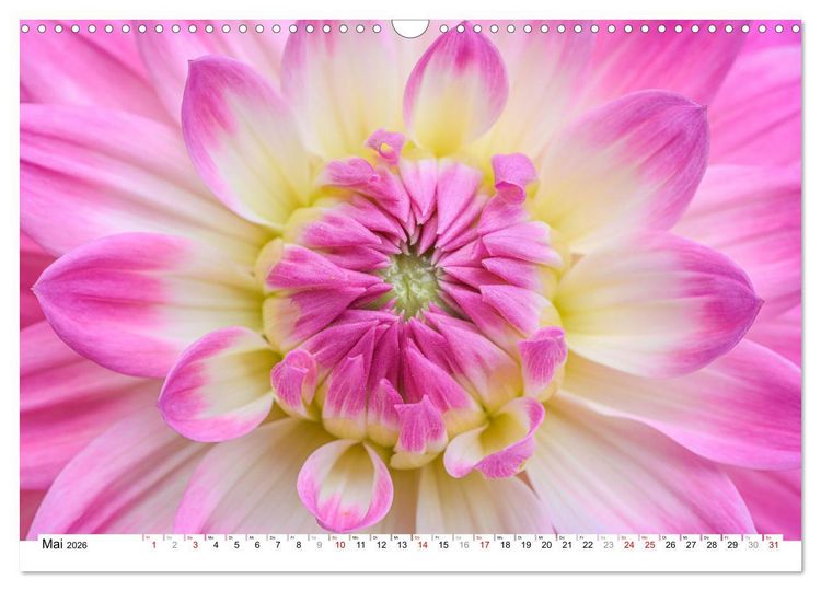 Produktbild: Dahlien-Kronen (Wandkalender 2026 DIN A3 quer), CALVENDO Monatskalender