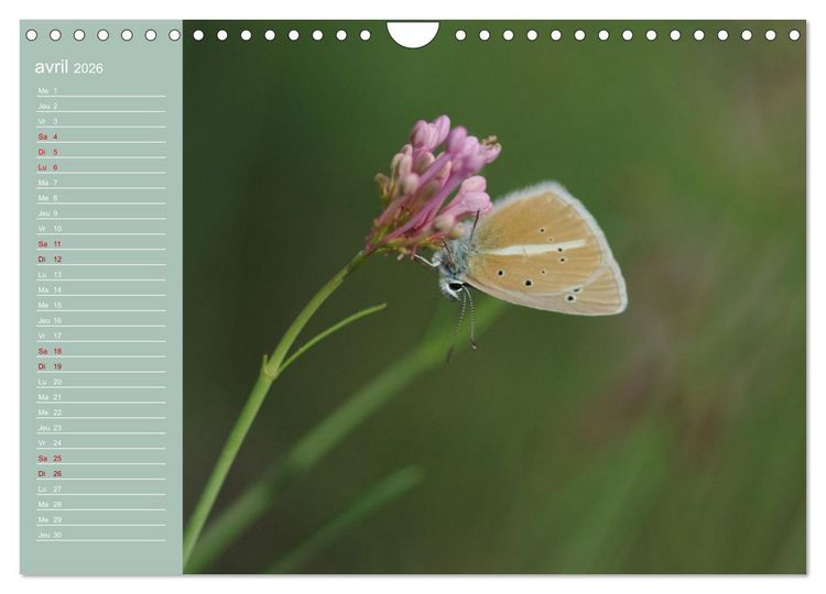 Produktbild: Merveilleux papillons (Calendrier mural 2026 DIN A4 vertical), CALVENDO calendrier mensuel
