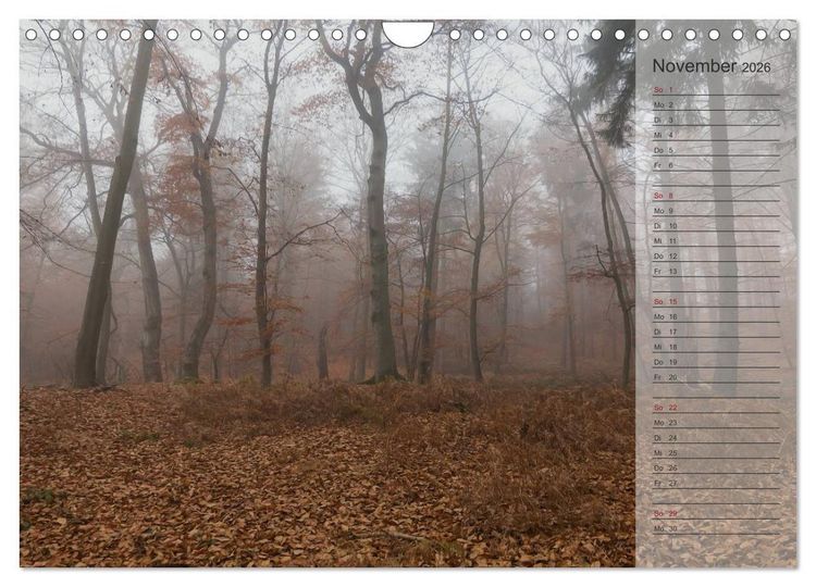 Produktbild: Unser Wald - Magische Sichten in norddeutsche W&auml;lder / Geburtstagskalender (Wandkalender 2026 DIN A4 quer), CALVENDO Monatskalender