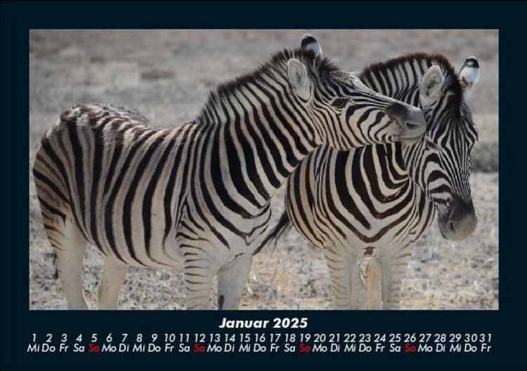 Produktbild: Zebrazauber 2025 Fotokalender DIN A5