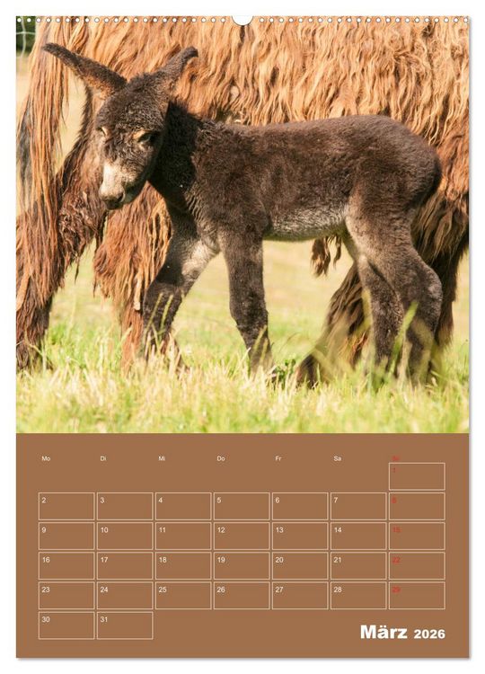 Produktbild: Entz&uuml;ckende Esel - Charmant und liebenswert (hochwertiger Premium Wandkalender 2026 DIN A2 hoch), Kunstdruck in Hochglanz