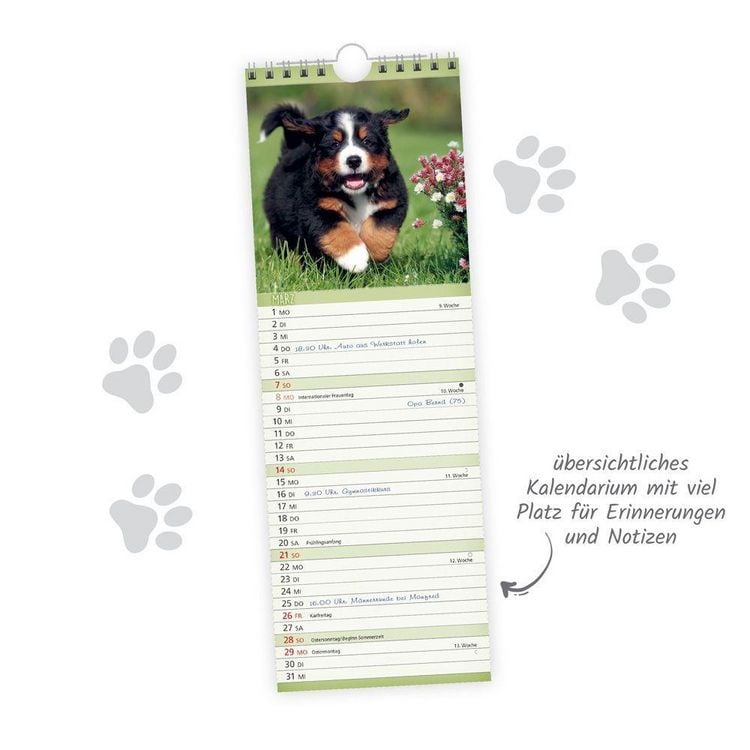 Produktbild: TR&Ouml;TSCH - Streifenkalender Hunde 2027 Notizkalender