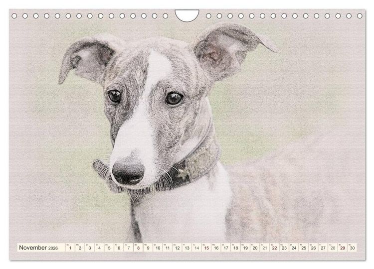 Produktbild: Whippet 2026 (Wandkalender 2026 DIN A4 quer), CALVENDO Monatskalender