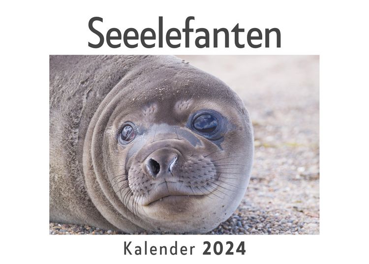 Produktbild: Seeelefanten (Wandkalender 2024, Kalender DIN A4 quer, Monatskalender im Querformat mit Kalendarium, Das perfekte Geschenk)