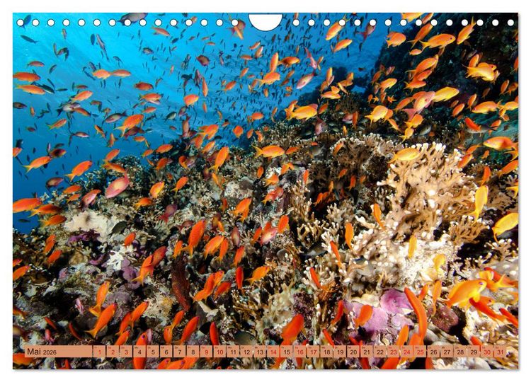 Produktbild: Farbenfrohes Meer (Wandkalender 2026 DIN A4 quer), CALVENDO Monatskalender