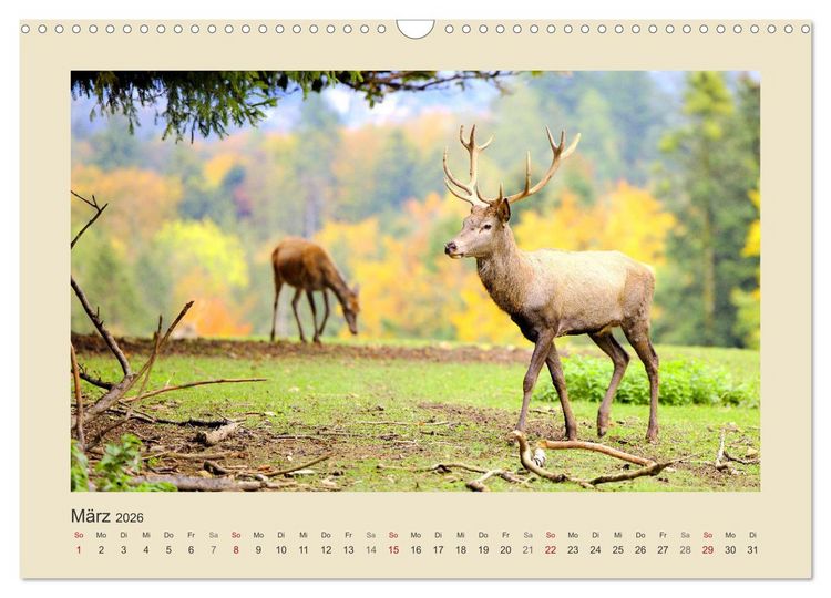 Produktbild: Tiere im Wald. Bezaubernde Begegnungen (Wandkalender 2026 DIN A3 quer), CALVENDO Monatskalender