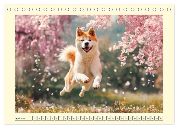 Produktbild: Akita Inu in der Natur. Japans edle und sanfte Sch&ouml;nheit (Tischkalender 2026 DIN A5 quer), CALVENDO Monatskalender