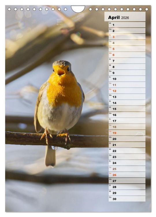 Produktbild: Niedliche Rotkehlchen (Wandkalender 2026 DIN A4 hoch), CALVENDO Monatskalender