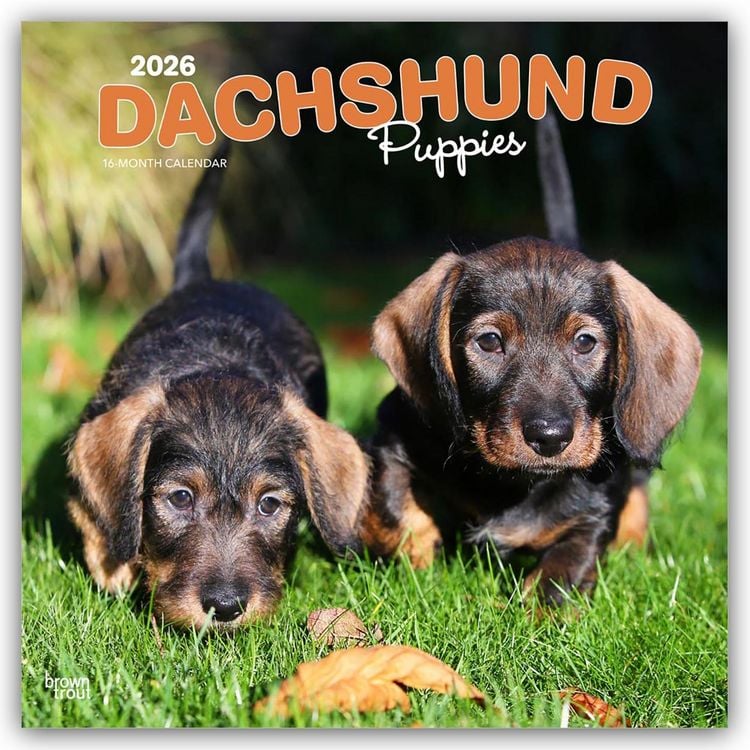 Produktbild: Dachshund Puppies – Dackel Welpen 2026 – 16-Monatskalender