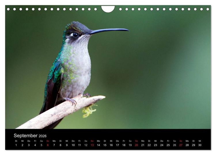 Produktbild: Der Kolibrikalender (Wandkalender 2026 DIN A4 quer), CALVENDO Monatskalender