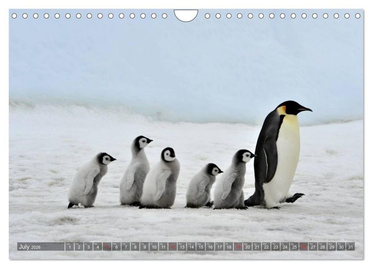 Produktbild: Penguins Unique and amazing birds (Wall Calendar 2026 DIN A4 landscape), CALVENDO 12 Month Wall Calendar