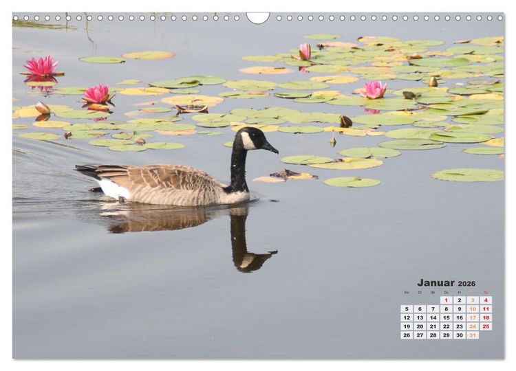 Produktbild: Kanadas charmante Kleintiere - Bezaubernde Einblicke in die Natur (Wandkalender 2026 DIN A3 quer), CALVENDO Monatskalender
