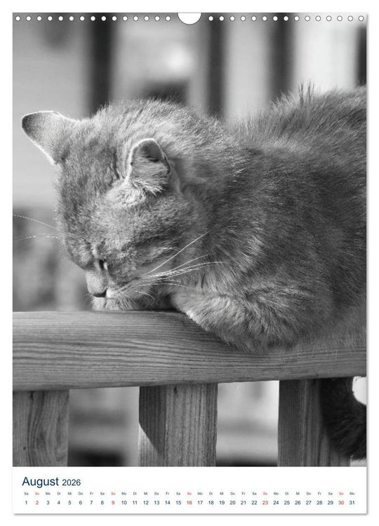 Produktbild: Wilde Katzen - Korsikas Samtpfoten (Wandkalender 2026 DIN A3 hoch), CALVENDO Monatskalender