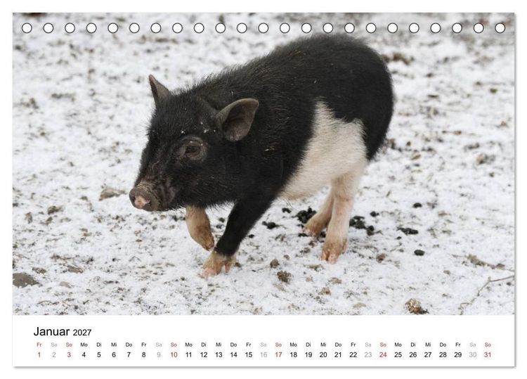 Produktbild: Schwein gehabt! (Tischkalender 2027 DIN A5 quer), CALVENDO Monatskalender