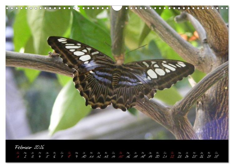 Produktbild: Schmetterlinge (Wandkalender 2026 DIN A3 quer), CALVENDO Monatskalender