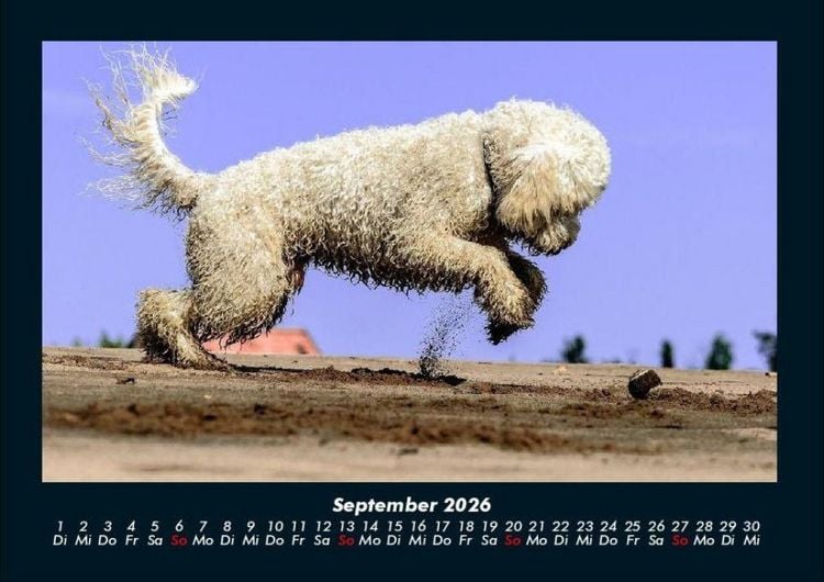 Produktbild: Der Hundekalender 2026 Fotokalender DIN A4