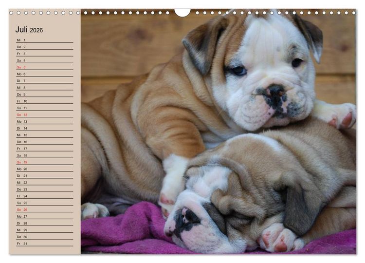 Produktbild: Bulldoggen-Kinder (Wandkalender 2026 DIN A3 quer), CALVENDO Monatskalender