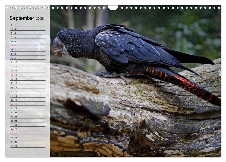 Produktbild: Papageien. Bunt, laut und klug (Wandkalender 2026 DIN A3 quer), CALVENDO Monatskalender