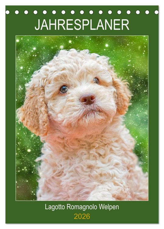 Produktbild: Jahresplaner Lagotto Romagnolo Welpen (Tischkalender 2026 DIN A5 hoch), CALVENDO Monatskalender