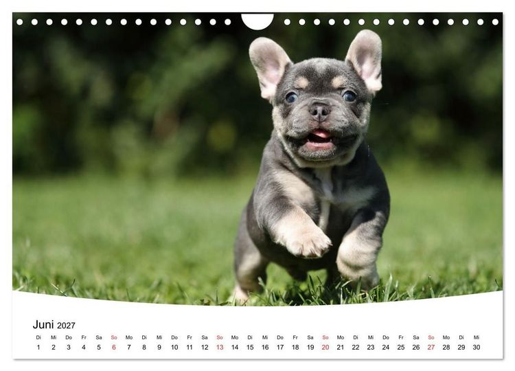 Produktbild: Bullys - Franz&ouml;sische Bulldoggen 2027 (Wandkalender 2027 DIN A4 quer), CALVENDO Monatskalender
