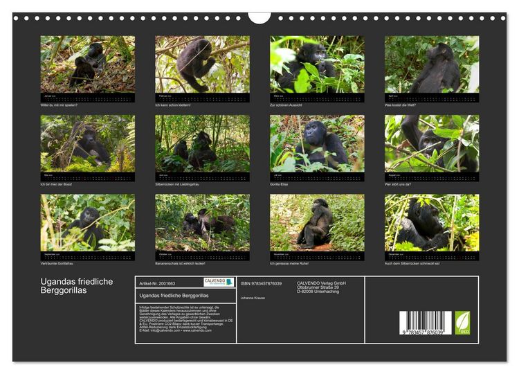 Produktbild: Ugandas friedliche Berggorillas (Wandkalender 2026 DIN A3 quer), CALVENDO Monatskalender