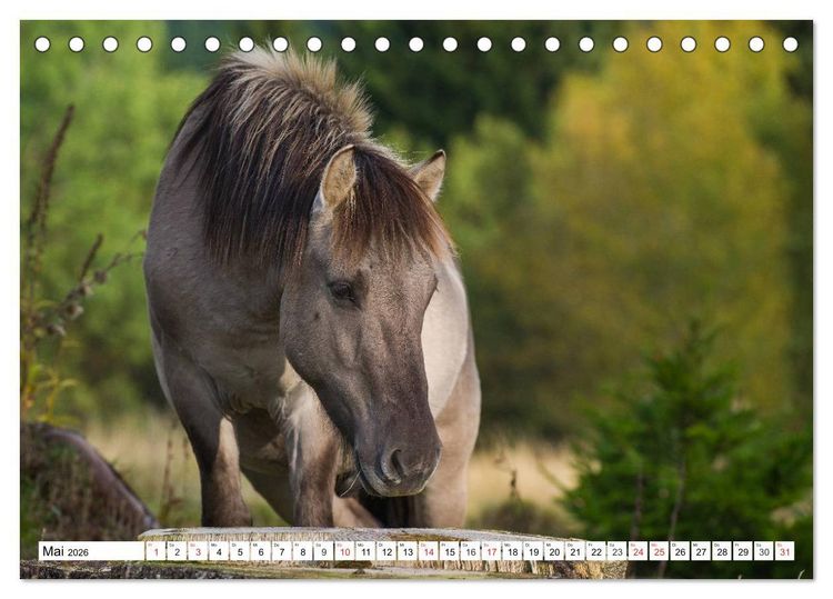 Produktbild: Konik - Frei geboren (Tischkalender 2026 DIN A5 quer), CALVENDO Monatskalender