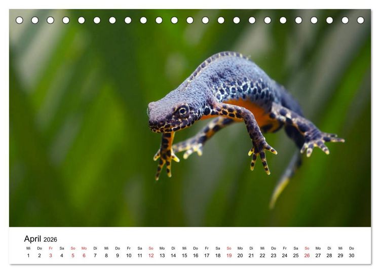 Produktbild: Unsere heimische Tierwelt (Tischkalender 2026 DIN A5 quer), CALVENDO Monatskalender