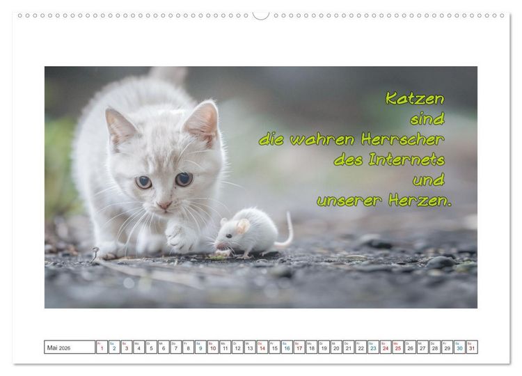 Produktbild: Katzenpower (hochwertiger Premium Wandkalender 2026 DIN A2 quer), Kunstdruck in Hochglanz
