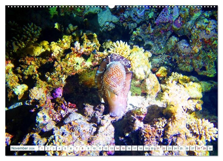 Produktbild: Geheimnisvolle Welt unter Wasser - Nachts am Riff (hochwertiger Premium Wandkalender 2026 DIN A2 quer), Kunstdruck in Hochglanz