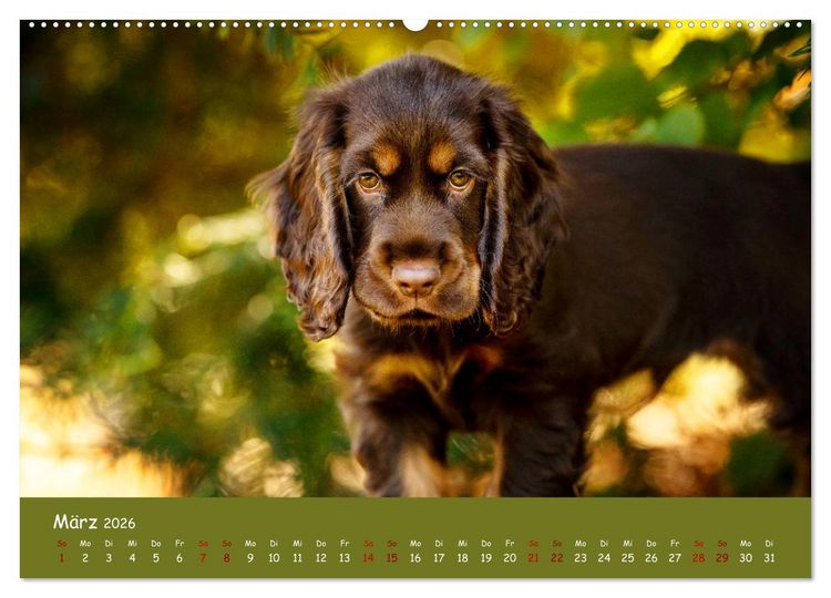 Produktbild: Elvis ein Engl. Cocker Spaniel wird Gro&szlig; (Wandkalender 2026 DIN A2 quer), CALVENDO Monatskalender