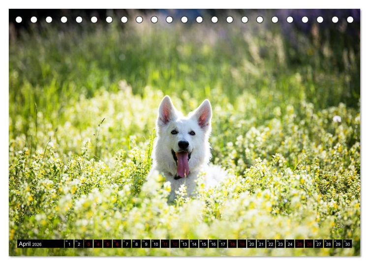 Produktbild: Wei&szlig;e Sch&auml;ferhunde in sch&ouml;nen Landschaften (Tischkalender 2026 DIN A5 quer), CALVENDO Monatskalender