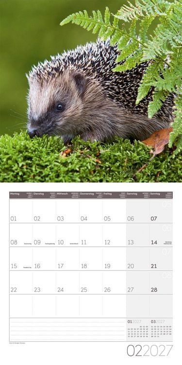 Produktbild: Igel Kalender 2027 - 30x30 - Art12